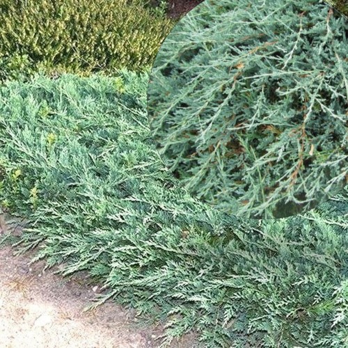 Juniperus horizontalis 'Yukon Belle' - Roomav kadakas 'Yukon Belle' C2/2L